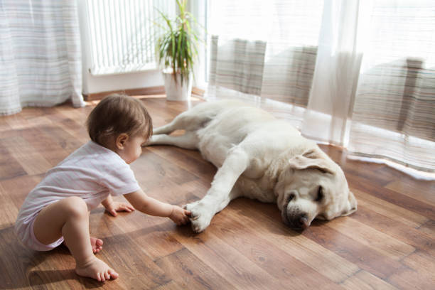 Pet friendly | Messina's Flooring